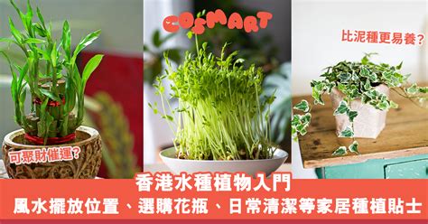 水種植物風水2023|【水培植物擺放風水】客廳擺這7種水培植物好看又不招蟲子家庭。